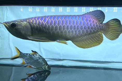 藍色的金龍魚品種圖片大全 藍色的金龍魚品種圖片大全 龍魚百科 第43張