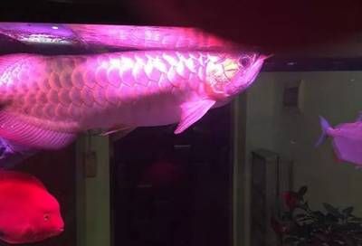 龍魚(yú)浮頭游動(dòng)無(wú)力：當(dāng)龍魚(yú)出現(xiàn)浮頭且游動(dòng)無(wú)力的情況時(shí)，可能是由多種因素引起的