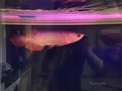 龍魚吃啥發色好：天然色素食物對龍魚的影響 龍魚吃啥發色好：天然色素食物對龍魚的影響 龍魚百科 第3張