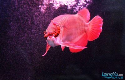 龍魚吃啥發色好：天然色素食物對龍魚的影響 龍魚吃啥發色好：天然色素食物對龍魚的影響 龍魚百科 第4張