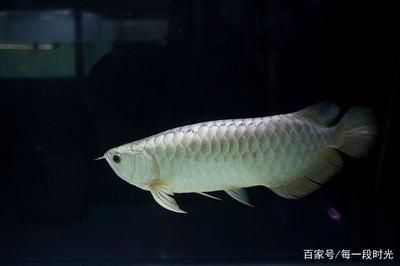 龍魚飼養水溫：龍魚水溫調控技巧，龍魚生長階段水溫變化,夏季龍魚水溫管理方法 龍魚飼養水溫：龍魚水溫調控技巧，龍魚生長階段水溫變化,夏季龍魚水溫管理方法 龍魚百科 第2張