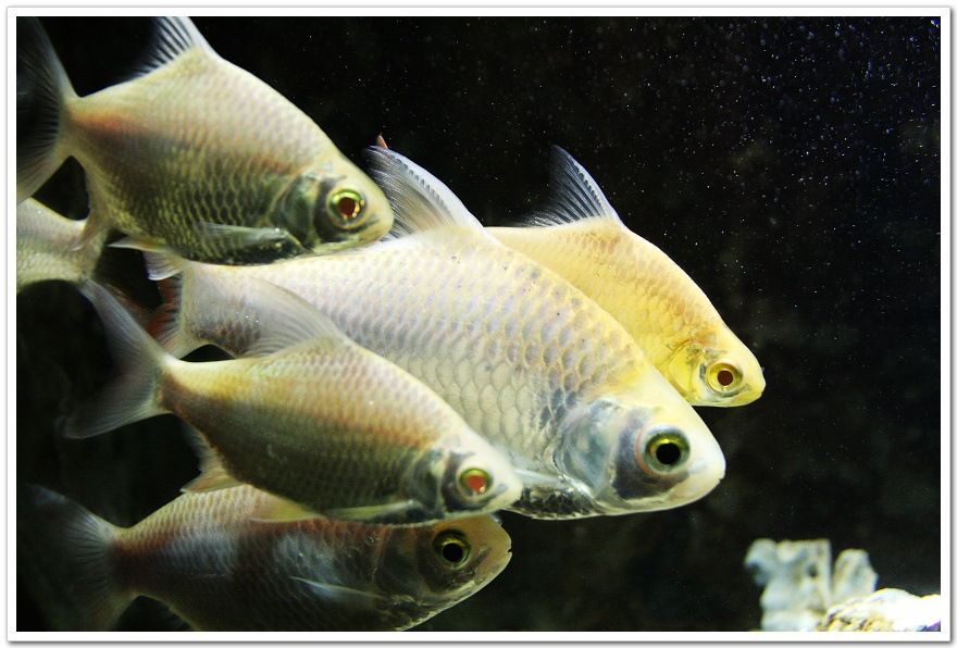 泰國鯽和龍魚混養(yǎng)的好處：泰國鯽和龍魚混養(yǎng)在某些情況下會帶來一些好處這些好處