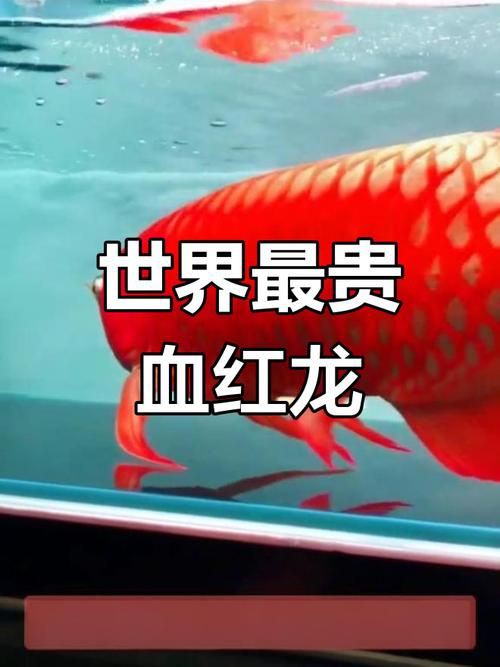 給我一張最貴紅龍魚的圖片 給我一張最貴紅龍魚的圖片 龍魚百科 第4張