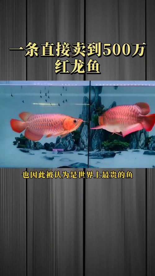 給我一張最貴紅龍魚的圖片 給我一張最貴紅龍魚的圖片 龍魚百科 第1張