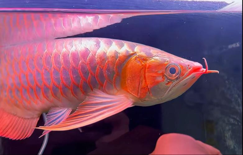 如何辨別廣東紅龍魚的真偽？