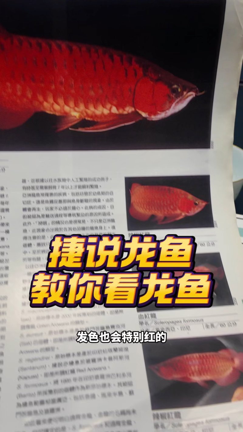 如何辨別廣東紅龍魚的真偽？