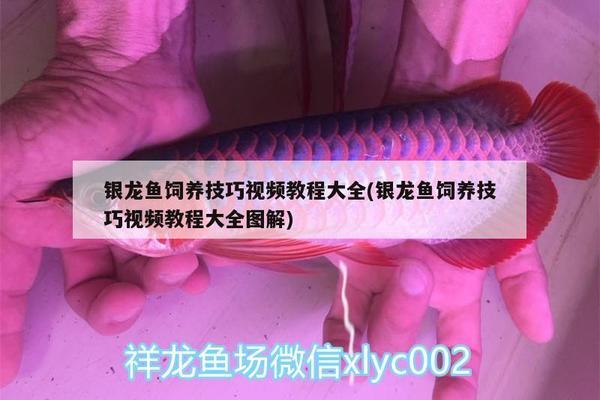 觀賞魚缸安裝視頻大全教程（ 魚缸安裝方式）