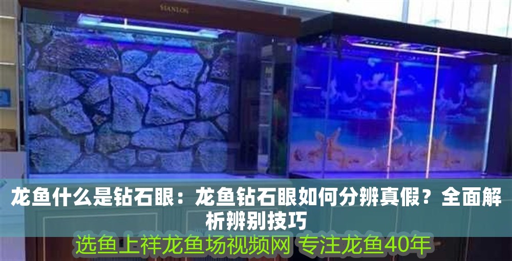 龍魚什么是鉆石眼：龍魚鉆石眼如何分辨真假？全面解析辨別技巧