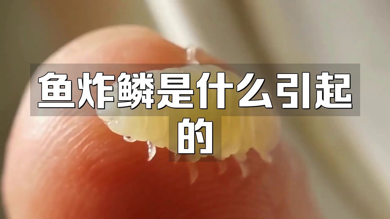 魚炸鱗病會傳染嗎？ 魚炸鱗病會傳染嗎？ 龍魚百科 第6張