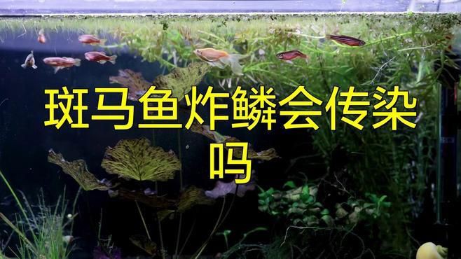 魚炸鱗病會傳染嗎？ 魚炸鱗病會傳染嗎？ 龍魚百科 第5張