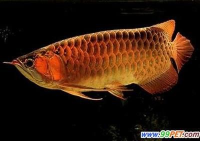 怎樣讓龍魚的尾巴更大，怎樣讓龍魚的尾巴更大更大：怎樣讓龍魚的尾巴更大