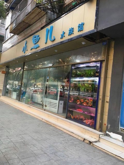 成都哪里有賣龍魚的店子