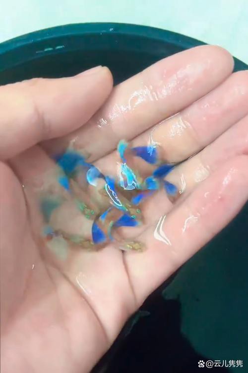 成都哪里有賣龍魚的店子