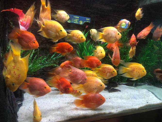 成都哪里有賣龍魚的店子