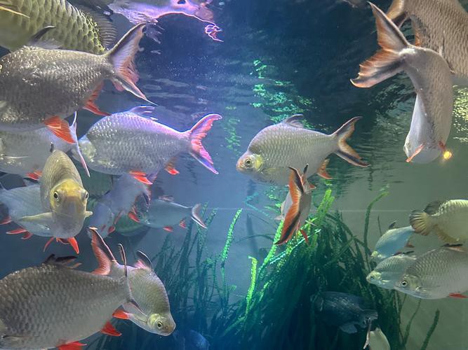 成都哪里有賣龍魚的店子