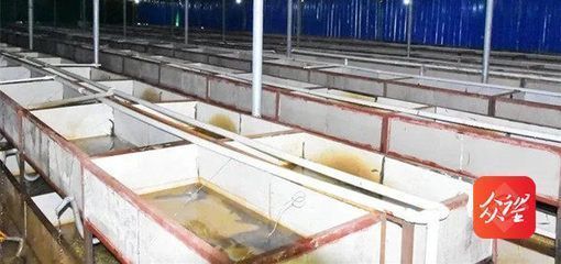 龍魚怎么撈出來：龍魚撈取后如何穩定水質