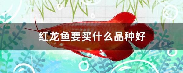最好的紅龍魚排名：十大紅龍魚品種排行榜123[emoji[需手動(dòng)填充]1f495[[需手動(dòng)填充]emoji[需手動(dòng)填充]