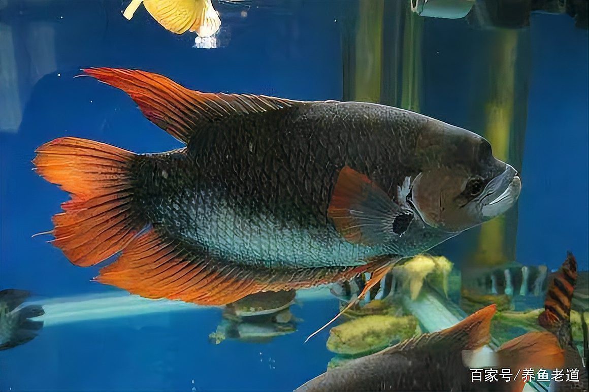 虎紋恐龍魚能和什么魚混養一起養魚