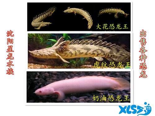 虎紋恐龍魚能和什么魚混養一起養魚