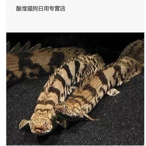 虎紋恐龍魚能和什么魚混養一起養魚