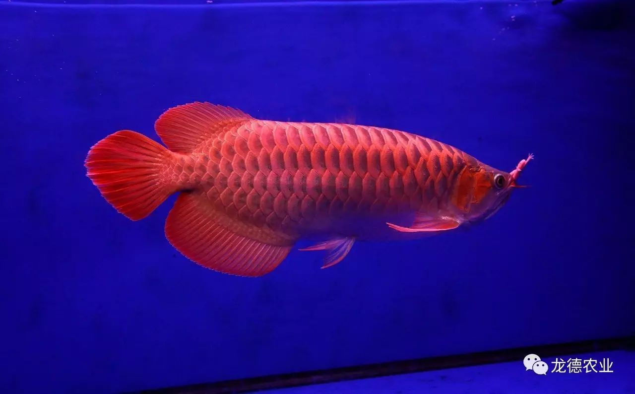 龍魚疾病預防方法是什么呢視頻：文字版龍魚疾病預防方法