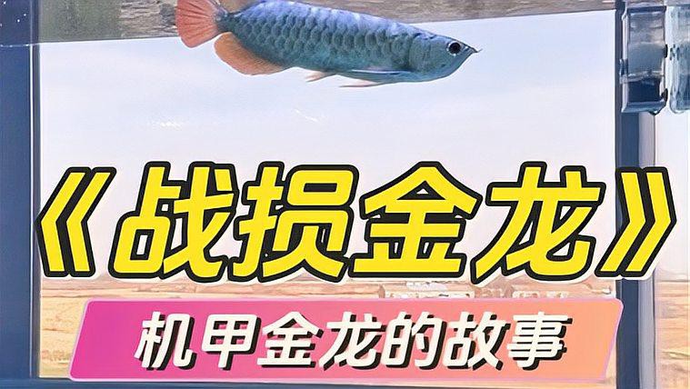 七鰭過背金龍的最佳飼養環境是什么？