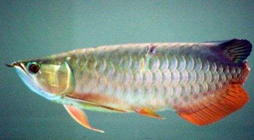 龍魚網購（如何辨別龍魚網購真偽）