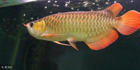 龍魚繁殖過程中常見問題及解決：龍魚繁殖最佳水溫控制技巧