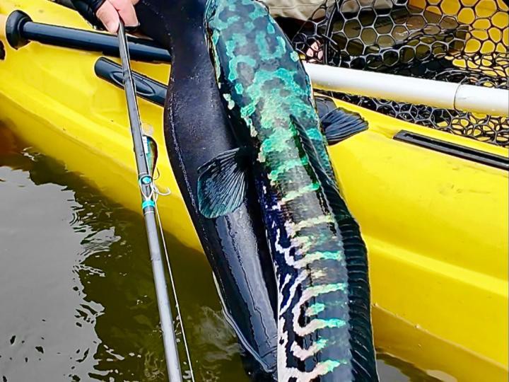 如何判斷雷龍魚是否進入發色期？