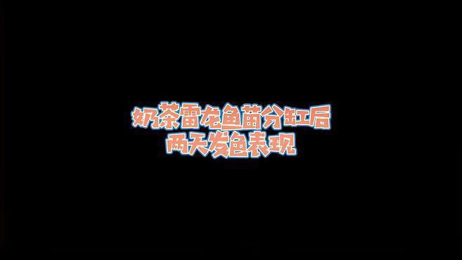 如何判斷雷龍魚是否進入發色期？