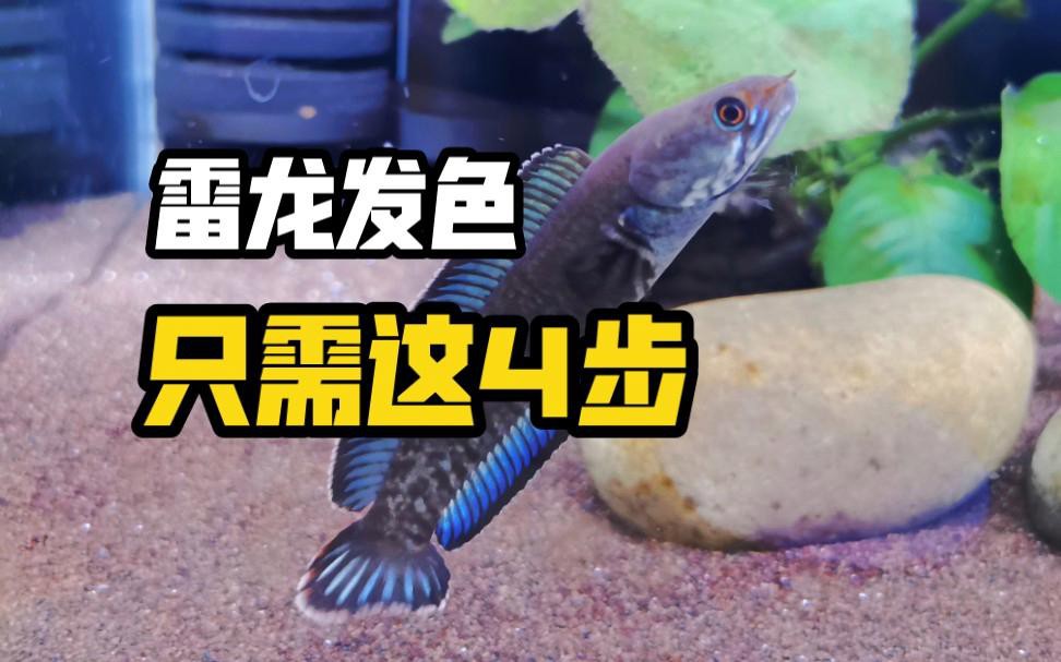 如何判斷雷龍魚是否進入發色期？