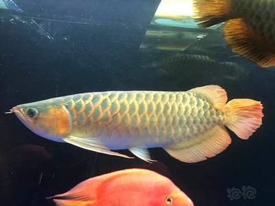 龍魚屬于熱帶魚嗎 龍魚屬于熱帶魚嗎 龍魚百科 第2張