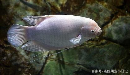 龍魚屬于熱帶魚嗎 龍魚屬于熱帶魚嗎 龍魚百科 第4張