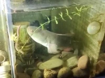 雷龍魚訓練喂食視頻教程：雷龍魚的訓練喂食視頻教程