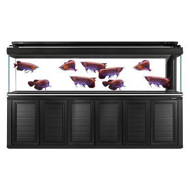 龍魚魚缸哪個品牌好一點:龍魚魚缸品牌售后服務對比森森魚缸用戶評價匯總 龍魚百科 第5張 龍魚魚缸哪個品牌好一點:龍魚魚缸品牌售后服務對比森森魚缸用戶評價匯總 龍魚魚缸哪個品牌好一點:龍魚魚缸品牌售后服務對比森森魚缸用戶評價匯總 龍魚百科 第5張