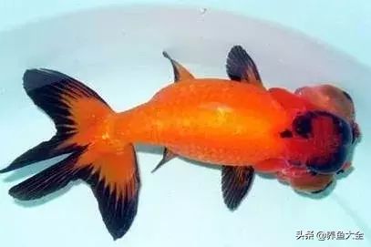 金龍魚背上的黑色什么時候退去 貼吧（金龍魚背上的黑色什么時候退去）