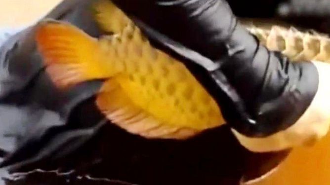 金龍魚嘴巴上的須：金龍魚嘴巴上的須是金龍魚的一個顯著特征