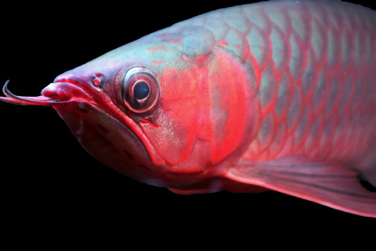 龍魚怎么練膽：如何訓(xùn)練龍魚的膽量 龍魚怎么練膽：如何訓(xùn)練龍魚的膽量 龍魚百科 第1張