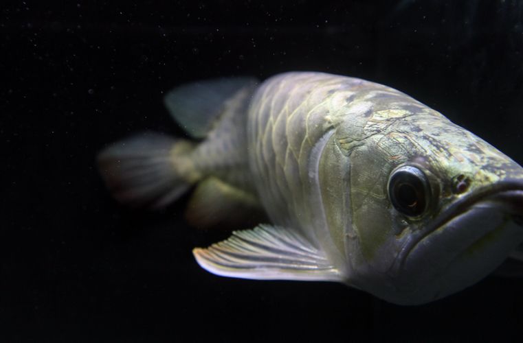 龍魚怎么練膽：如何訓(xùn)練龍魚的膽量 龍魚怎么練膽：如何訓(xùn)練龍魚的膽量 龍魚百科 第2張