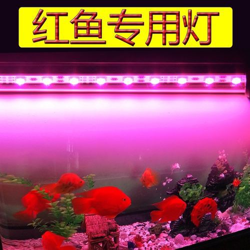 紅龍魚燈光設置有哪些品牌推薦？