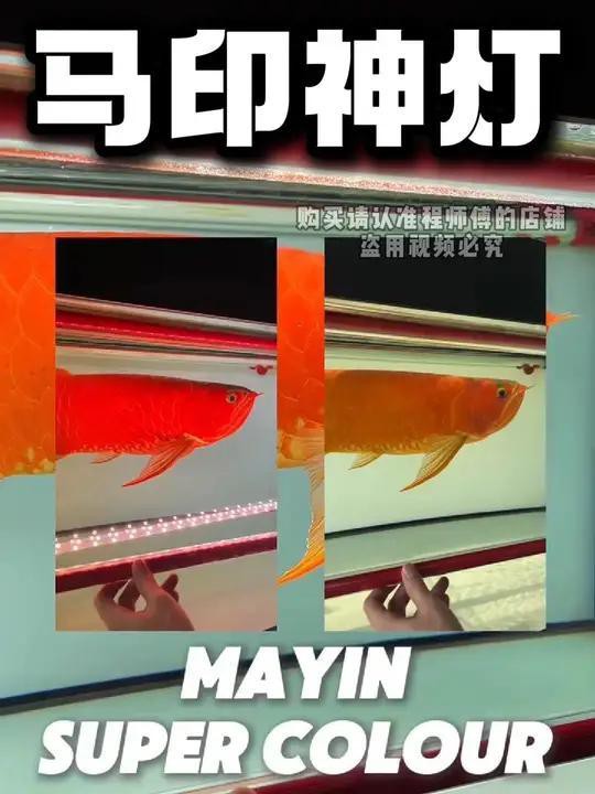 紅龍魚燈光設置有哪些品牌推薦？