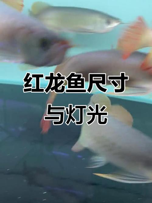 紅龍魚燈光設置有哪些品牌推薦？