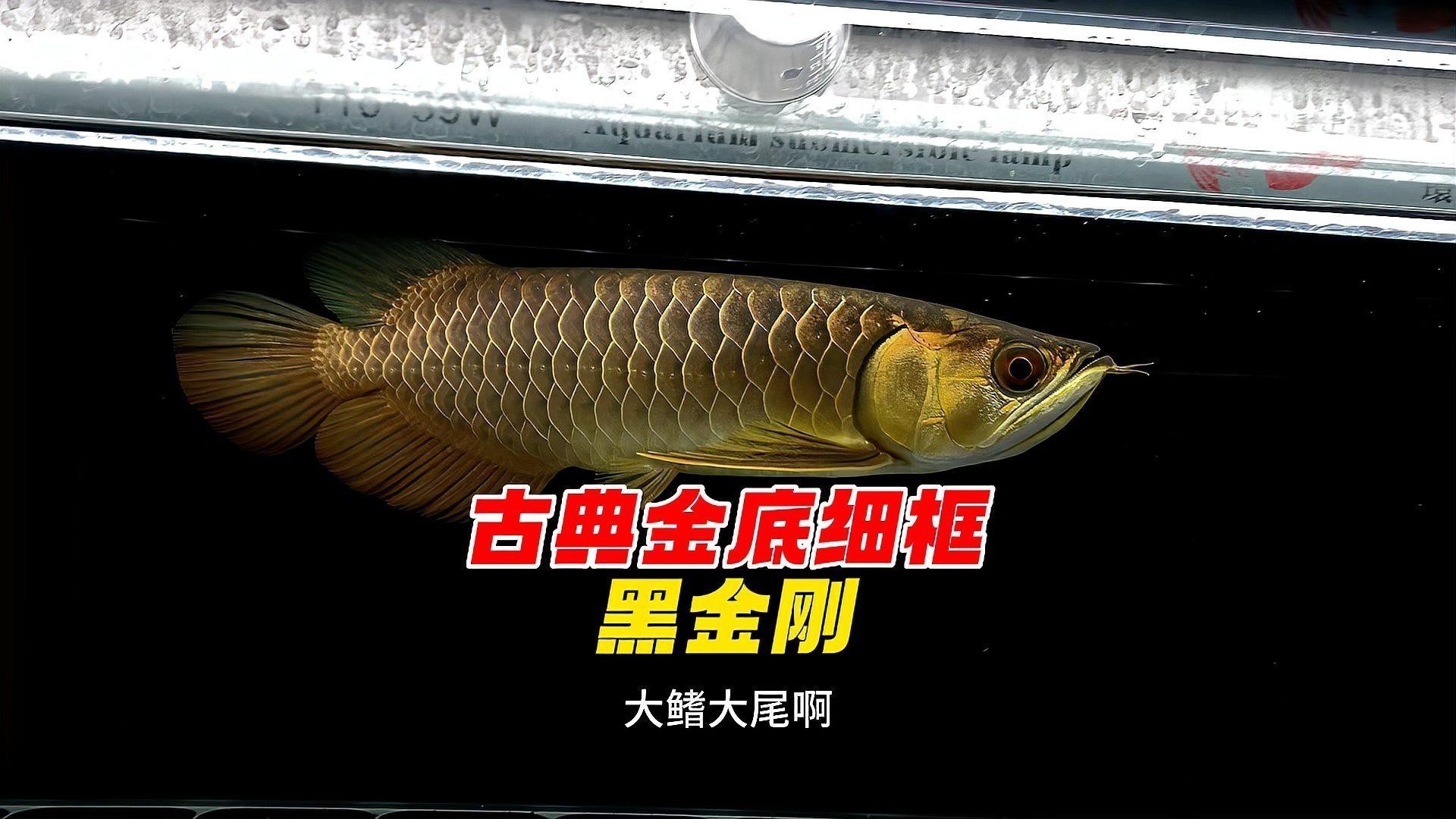 哪里可以購買到正宗的黑金剛過背金龍魚？