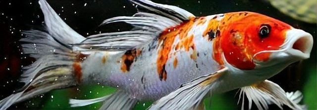 龍鳳魚的市場價格波動大嗎？