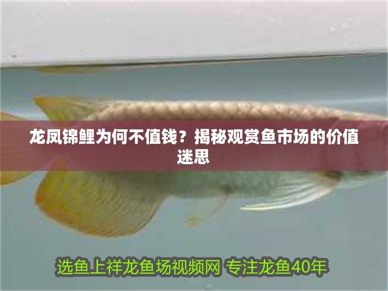 龍鳳魚的市場價格波動大嗎？