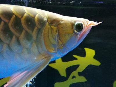 金龍魚血龍：金龍魚血龍市場評價 金龍魚血龍：金龍魚血龍市場評價 龍魚百科 第2張