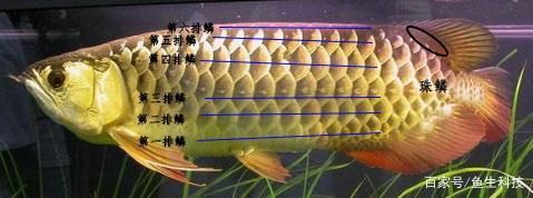 紅龍魚珠鱗什么時候亮【紅龍魚珠鱗不亮怎么辦】 紅龍魚珠鱗什么時候亮【紅龍魚珠鱗不亮怎么辦】 龍魚百科 第3張