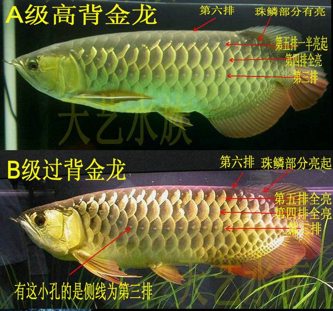 紅龍魚珠鱗什么時候亮【紅龍魚珠鱗不亮怎么辦】 紅龍魚珠鱗什么時候亮【紅龍魚珠鱗不亮怎么辦】 龍魚百科 第5張