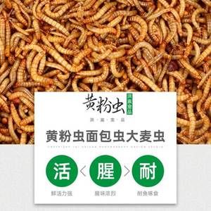 龍魚養到60厘米要多久：龍魚養到60厘米所需時間取決于其品種和生長環境、營養和空間等