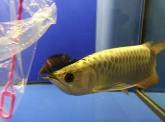 紅眼白子金龍魚：紅眼白子金龍魚是一種極具珍稀性和美感的觀賞魚